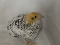 Quails — photo 5