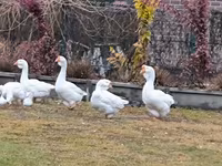 Geese — photo 6