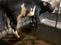 Toro, Ganado vacuno — foto 5