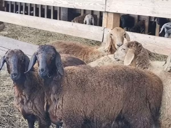 Ram, Hissar sheep