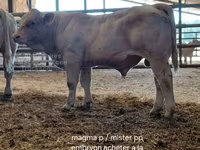 公牛, Charolais cattle — 照片 7