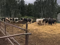 गाय, गोलस्टीन नस्ल — फ़ोटो 6