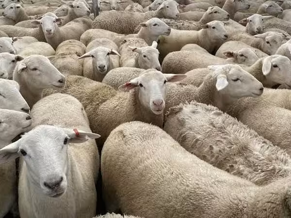 母羊, Sheep