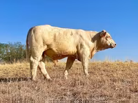 公牛, Charolais cattle — 照片 2
