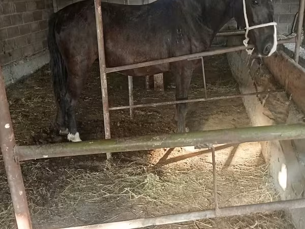 母马, Friesian sport horse