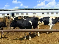 Vaca, Raza Holstein — foto 3