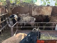 Sheep, Rhon sheep — photo 8