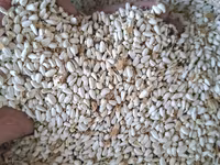 Продаю Сафлор
Свежий этого года — photo 1