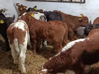 Bull, Cattle — photo 1