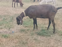 Goat, Nubian Goat — photo 2