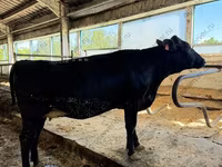 Cow, Holstein breed — photo 1