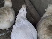 Turkeys — photo 4