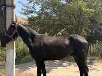 Horse (M), Horses — photo 3