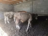 公牛, Simmental cattle — 照片 1