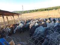 Oveja, Ovejas — foto 3