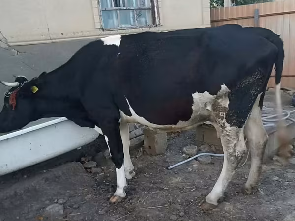 母牛, Holstein breed
