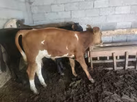 公牛, Simmental cattle — 照片 3