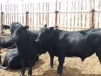 Toro, Russian Black pied cattle — foto 4