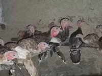 Turkeys — Foto 5