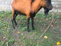 Ziegenbock, Nubian Goat — Foto 1