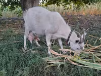 母山羊, Goats — 照片 1