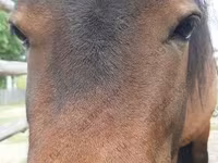 母马, American shetland pony — 照片 1