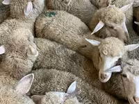 母羊, Sheep — 照片 3