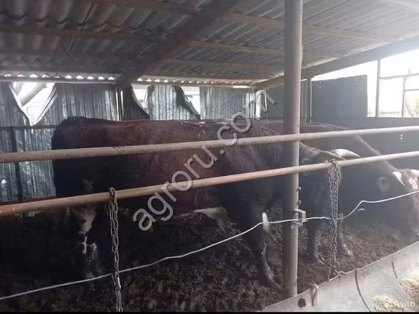 公牛, Cattle — 俄罗斯