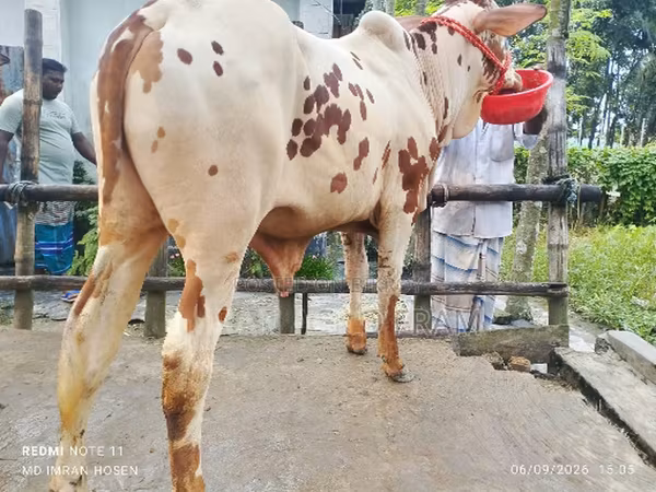 Bull, Cattle