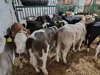 Bull, Cattle — photo 4