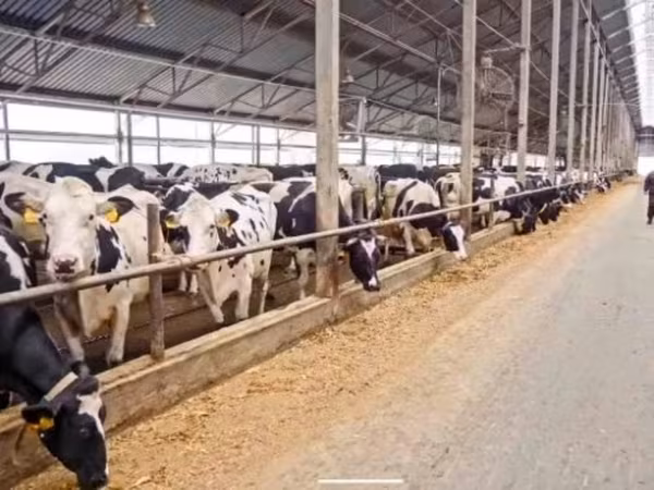 母牛, Swiss cattle