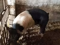 नर सूअर, Белорусская чёрно-пёстрая — फ़ोटो 6