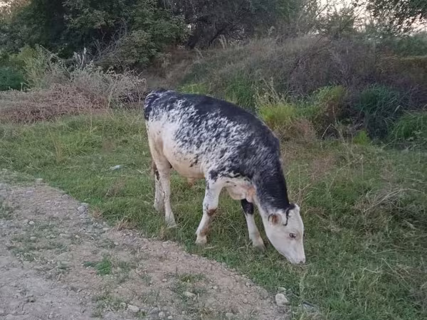 公牛, Holstein breed — 哈萨克斯坦