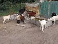 公山羊, Pomellata goat — 照片 5