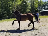 母马, Dutch warmblood horse — 照片 7