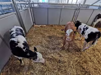 母牛, Cattle — 照片 5