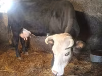 Vaca, Raza Holstein — foto 4