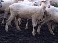 भेड़, Tsigai sheep — फ़ोटो 2