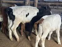 Cow, Holstein breed — photo 2