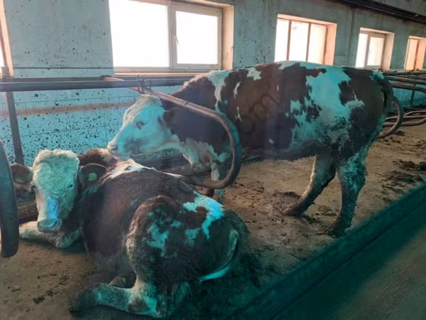 母牛, Simmental cattle — 俄罗斯