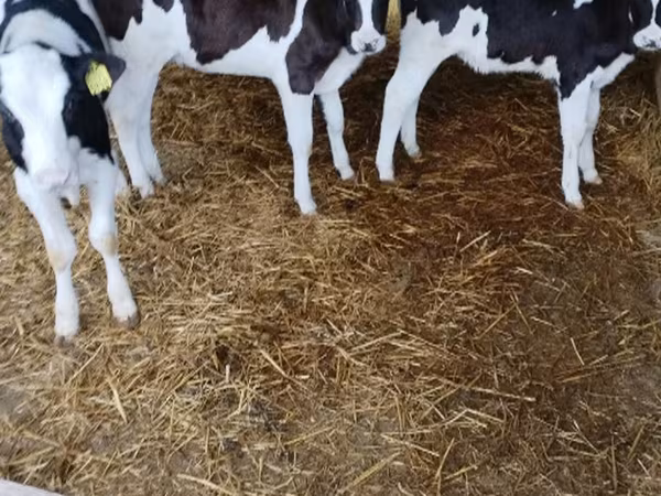Bull, Cattle