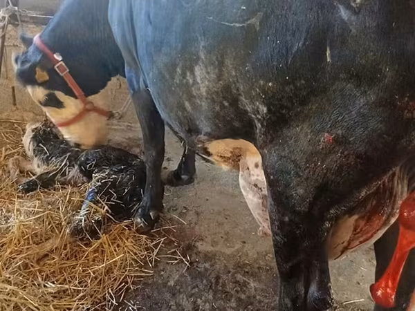 Cow, Holstein breed