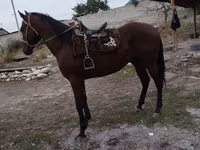 公马, Thoroughbred horse — 照片 2