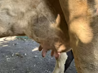 母牛, Holstein breed — 照片 8