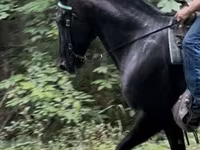Caballo, French Trotter — foto 3