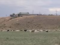 Bull, Cattle — photo 1