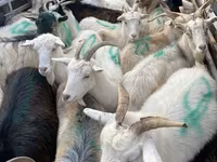 母羊, Sheep — 照片 3