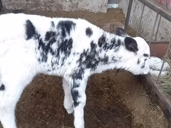 Holstein breed