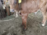 Cow, Cattle — photo 1