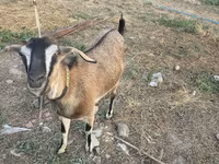 Ziege, Nubian Goat — Foto 3